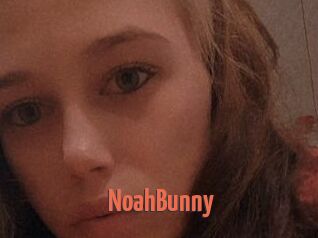 Noah_Bunny